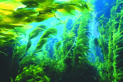 Водоросли Водоросли