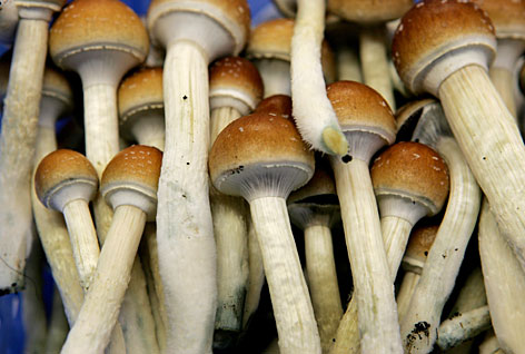 Magic-mushrooms