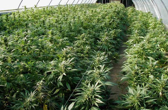 Marijuana-legalization