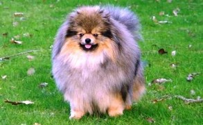 10 Самых Дорогих Пород Собак в Мире