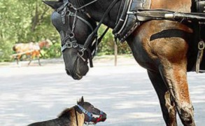 10 Самых Маленьких Животных