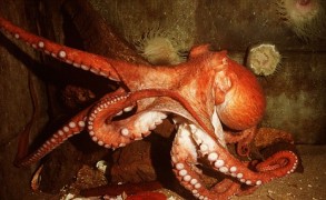 5 Животных, Чья Память Лучше Человеческой