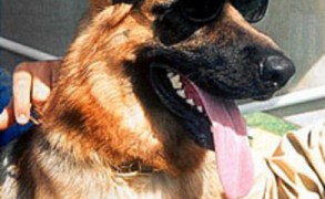 6 Странных Завещаний