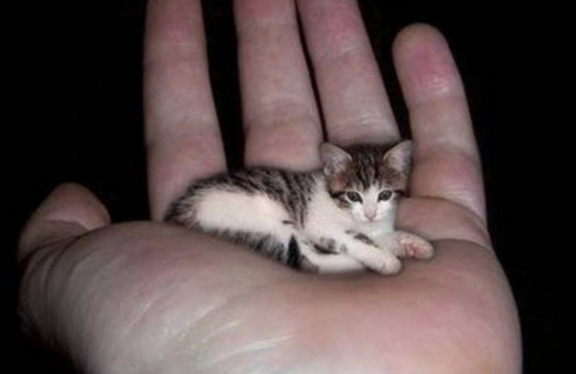 самая маленькая кошка