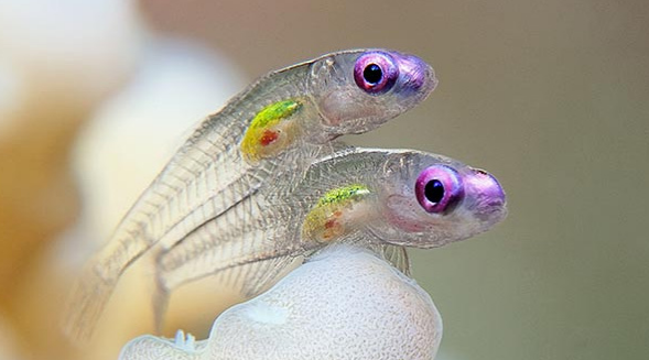самая маленькая рыбка (Paedocypris Progenetica)