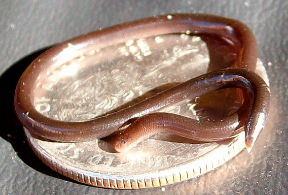 самая маленькая змея (Leptotyphlops carlae)