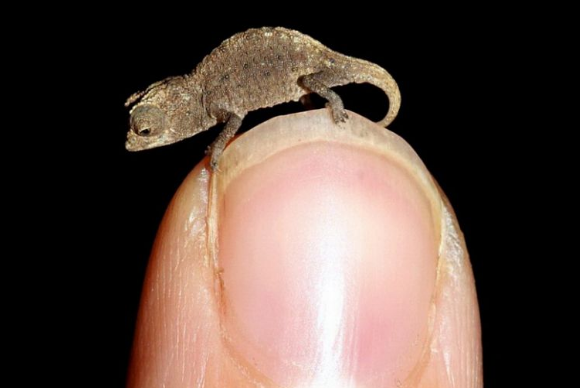 самый маленький хамелеон (Brookesia Minima)