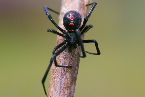 чёрная вдова паук