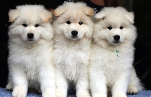 10 самых дорогих пород собак в мире