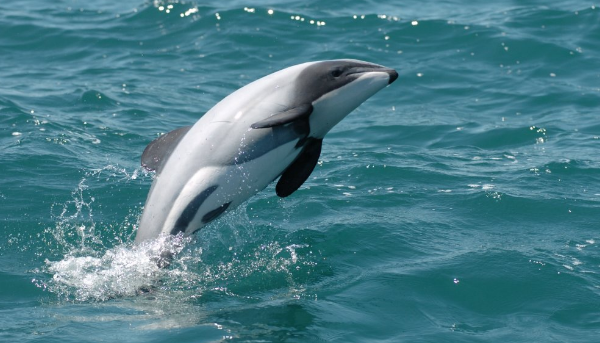 дельфин Гектора