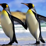 Интересные факты об императорских пингвинах