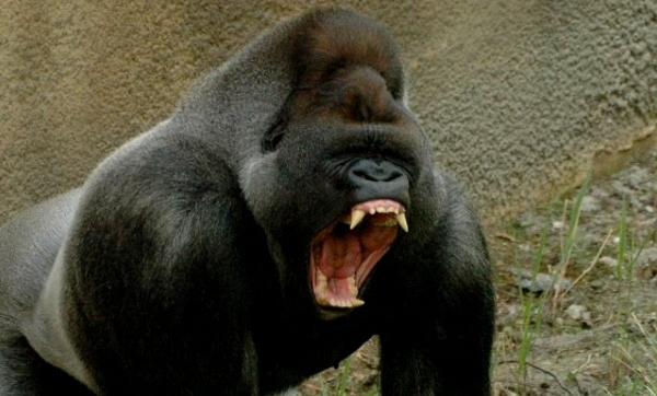 африканские гориллы