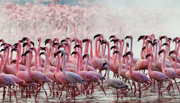 фламинго на озере