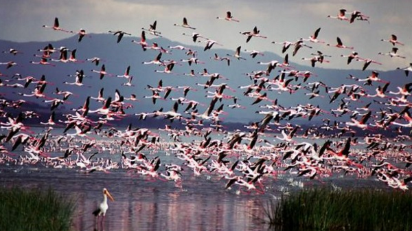 фламинго в полете