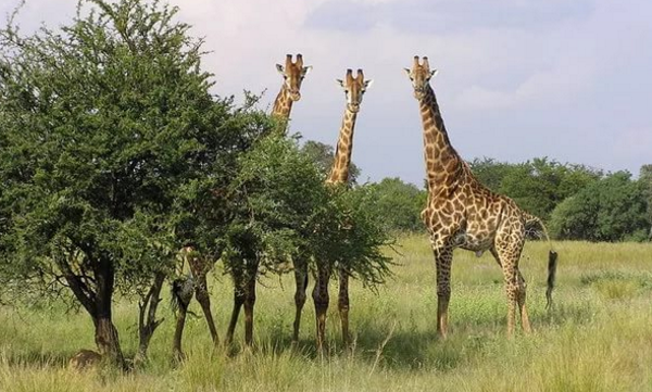 где живут жирафы