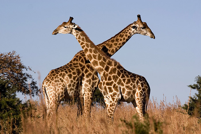 Интересные факты о жирафах