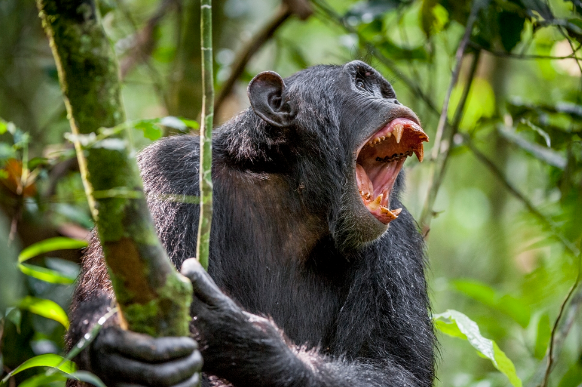 агрессивность шимпанзе