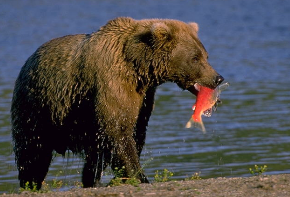 бурый медведь питание