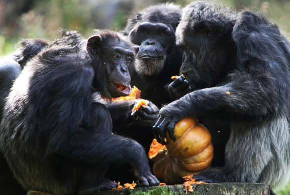 интересные факты о шимпанзе