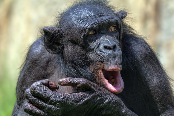 места обитания шимпанзе