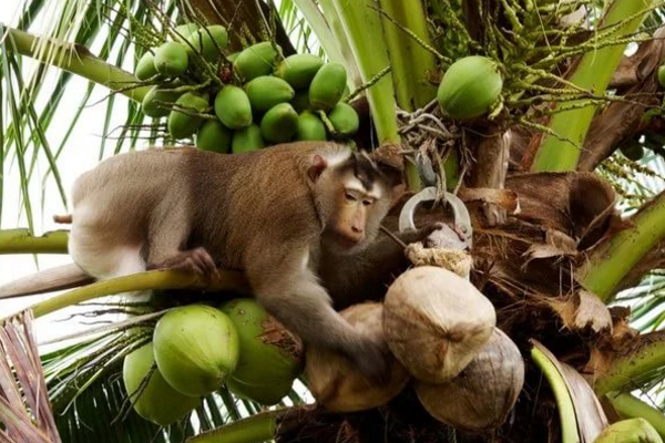 обезьяна и кокос