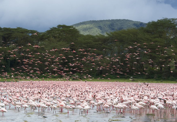 природа Кении