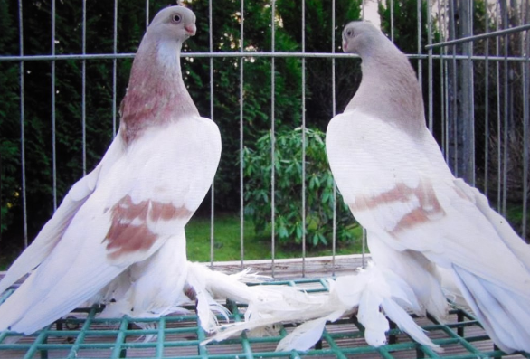 Соревнование голубей-турманов