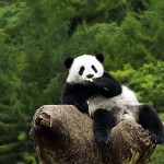 гигантская панда